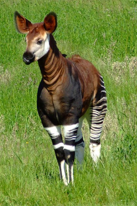 Animal world in tropical rainforests