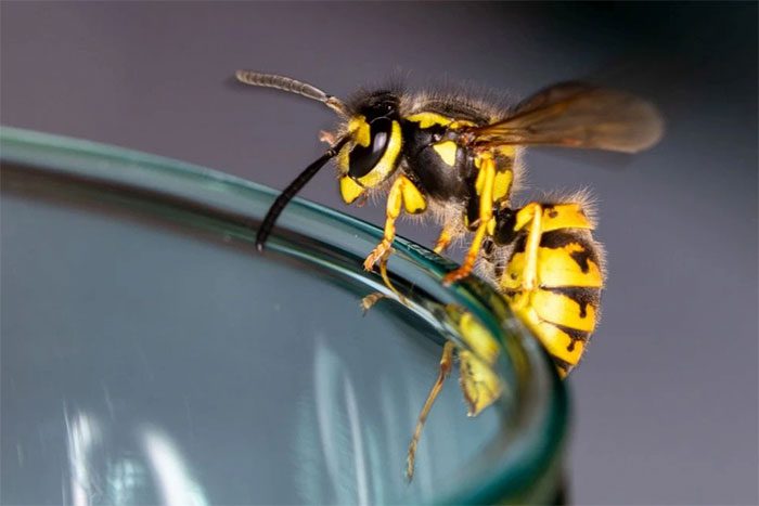 Eastern Yellow Hornet can "consume" 80% alcohol without harm