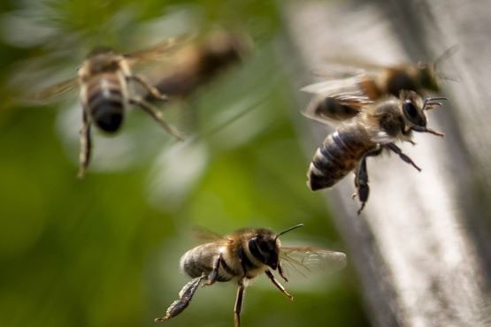 Bees flying near a beehive in Wehrheim, near Frankfurt, Germany.