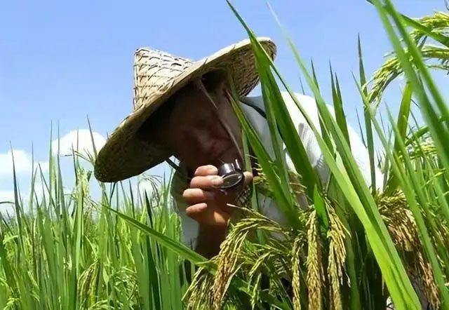 After nearly 40 years, Mr. Chung Chang Mei has created a bamboo rice variety with many superior characteristics.