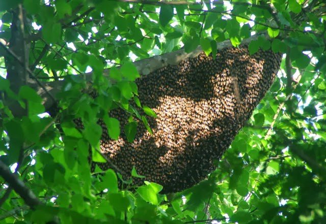 Do Not Tease or Disturb Bee Nests