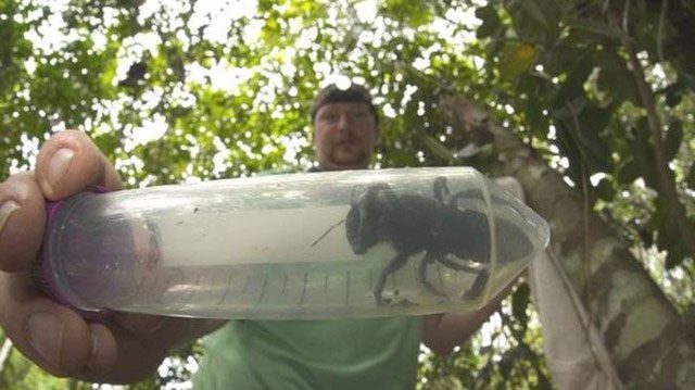 The giant bee discovered by American and Australian scientists on the Moluccas Islands