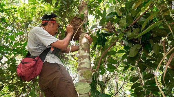 A team member climbed a tree to inspect a "suspicious" bee nest.