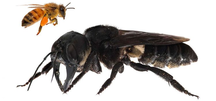 Image of the Wallace Giant Bee.