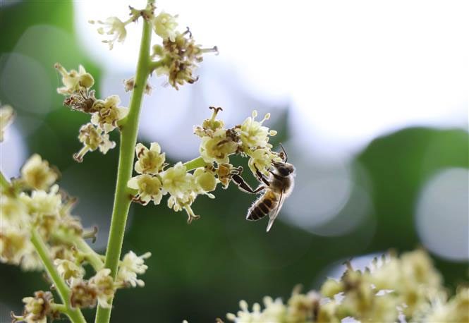 Honey bees collecting pollen from a tree.