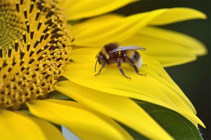 Some species of bees may lose their sense of smell after a heatwave