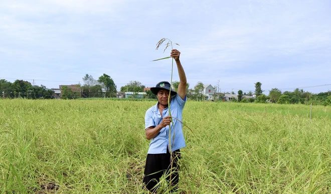 Mr. Nguyen Van Tam with flood-season rice plants over 2 meters tall preparing for harvest.