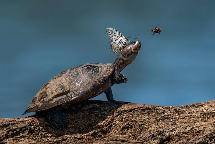 Bee and Butterfly