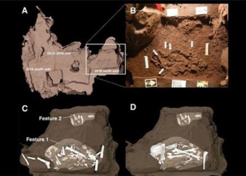 opening mysterious coffin when discovering two columns are other species 127901