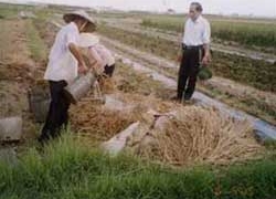 organic fertilizer made from straw 1816