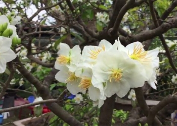 origin and meaning of the apricot flower