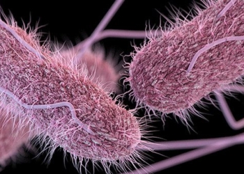 overview of salmonella bacteria 89471