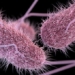 overview of salmonella bacteria 89471