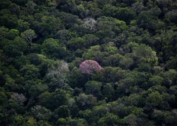 ozone levels on the surface reduce the ability to absorb co2 of forests 136754