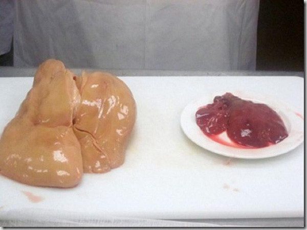 Fattened goose liver (left) and regular goose liver (right).