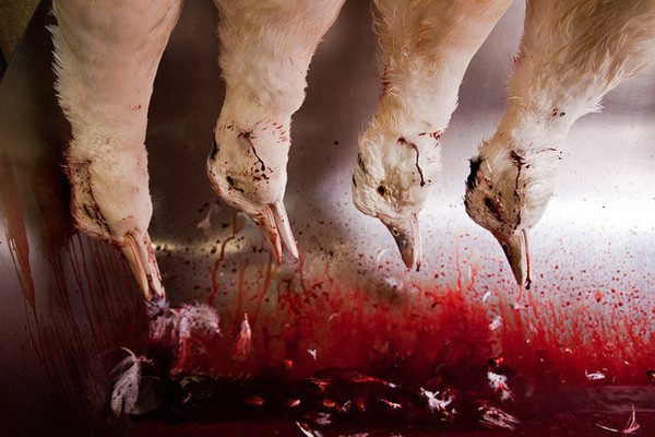 The mortality rate of geese during the fattening process is 20 times higher than that of geese raised in a conventional manner.