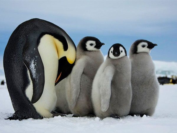 Discover Interesting Facts About Penguins