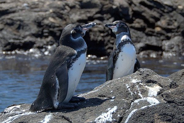 Discover Interesting Facts About Penguins