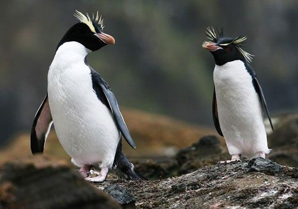 Discover Interesting Facts About Penguins