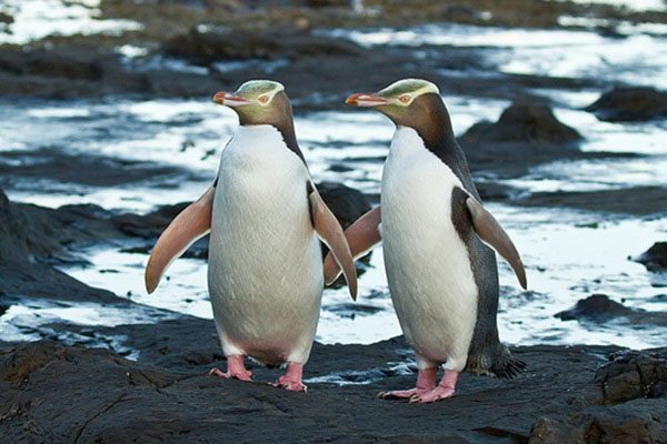 Discover Interesting Facts About Penguins