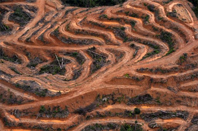 Indonesia is facing deforestation for palm oil cultivation.