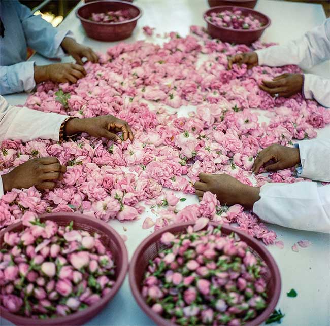 Rose Harvesting