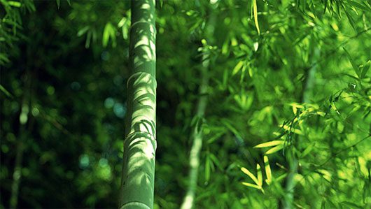 The bamboo segments were the first "firecrackers"