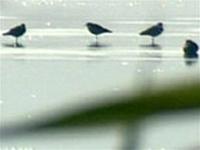 phathiencum Canada 1