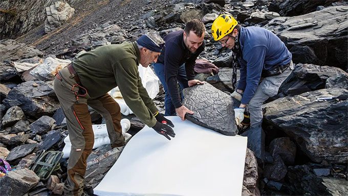 A fossil slab from the "Lost World" placed on specialized white foam material
