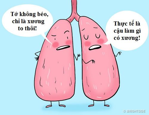The right lung is larger than the left lung.