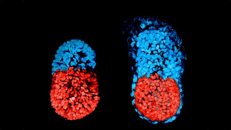 Artificial embryos created using two types of stem cells.