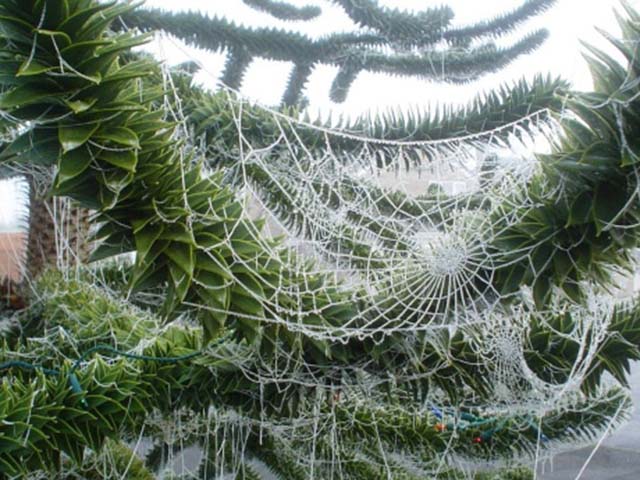 Ukrainians use spider webs to decorate their Christmas trees and believe that whoever sees the spider web on the tree first on Christmas morning will have good luck for the entire year.