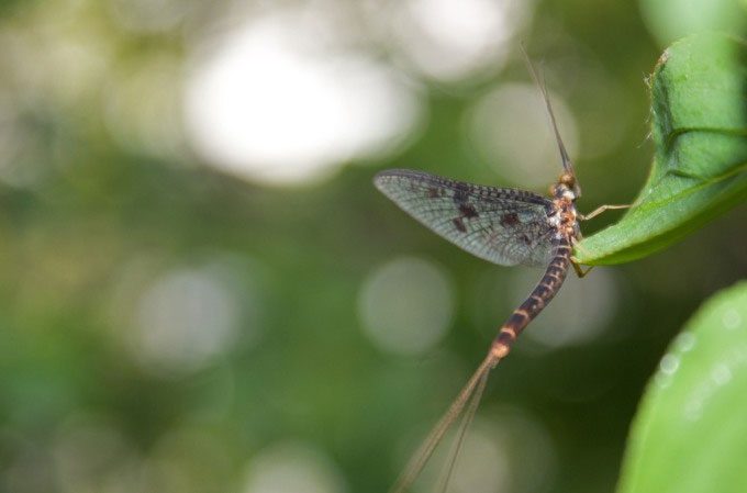 Mayflies