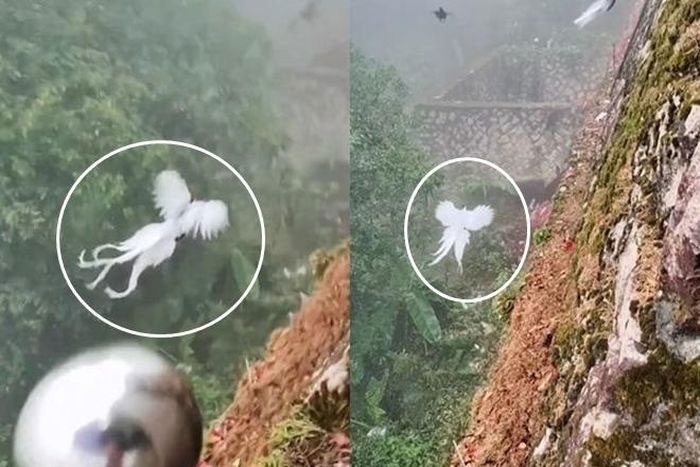 Chinese netizens excited by the information about the legendary White Phoenix.