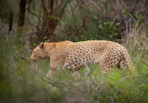 The pink leopard in Madikwe Reserve, South Africa.