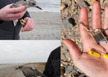 playing bird caught large raptor kills at altitude 3 000m 137508