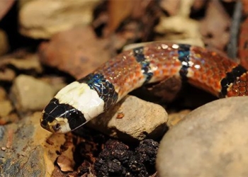 poisonous snakes in vietnam notable for their white heads accelerated 138029