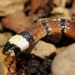 poisonous snakes in vietnam notable for their white heads accelerated 138029