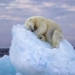 polar bear faces challenges due to climate change 138065