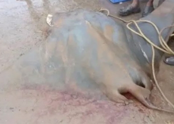 poor fisherman catches 800kg catfish worth over 600 million vnd 137560