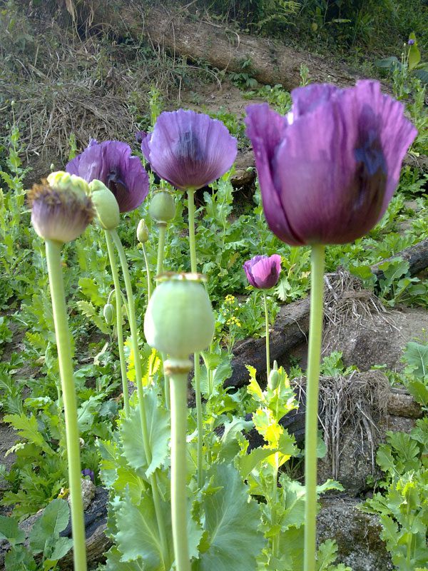 The opium poppy is also an important source of medicinal materials.