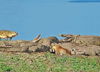 protecting the mai mu gianh xac linh duong with alligators 138017