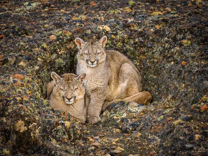 Two Puma Cubs