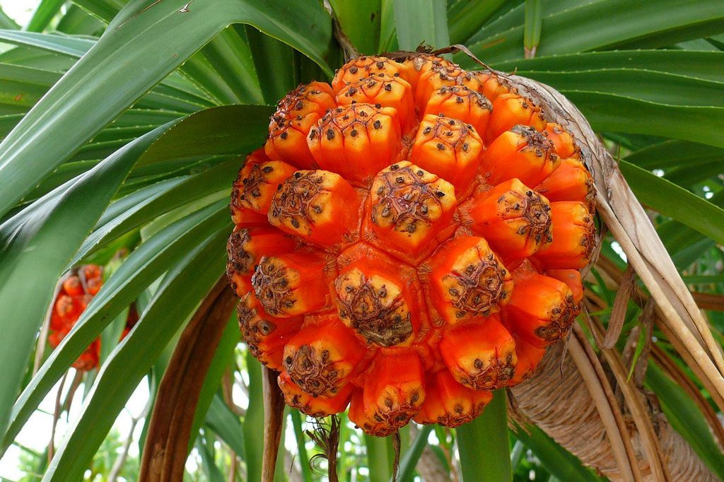 The Hala tree fruit is a primary source of nutrition in the Federated States of Micronesia (a Pacific island nation). Additionally, this fruit has applications in dentistry.