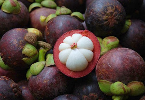 Mangosteen is widely grown in Vietnam and Southeast Asia, with a history spanning thousands of years.