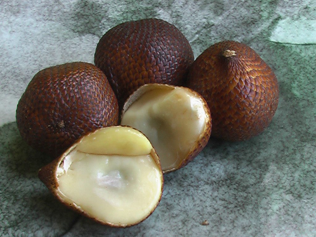 Salak is a species native to Indonesia, Brunei, and Malaysia. It is also known as snake fruit due to its reddish-brown scaly skin.