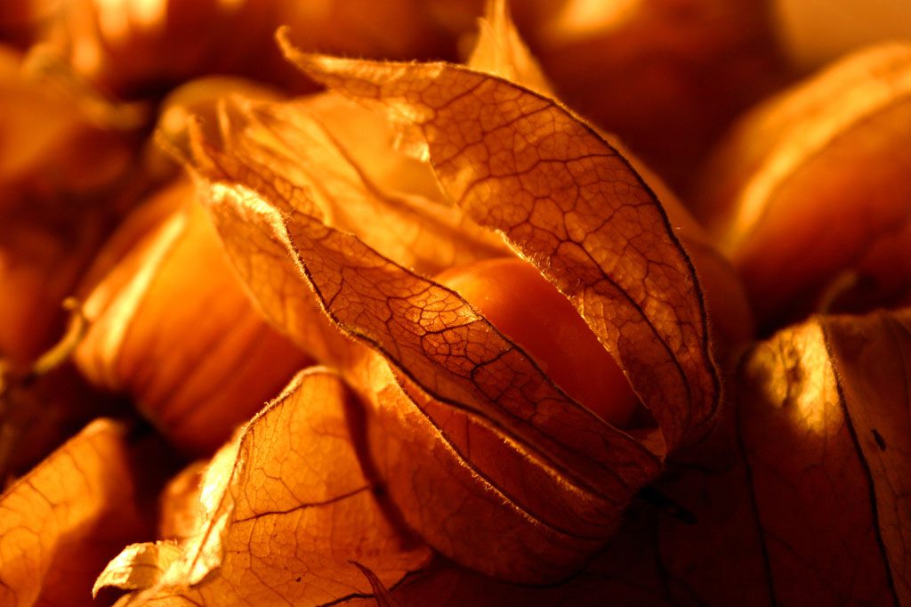 Physalis, also known as husk tomato, resembles a tomato but tastes like a strawberry. They have many uses, including treating fever, sore throat, and cough, and can be eaten or brewed as medicine.