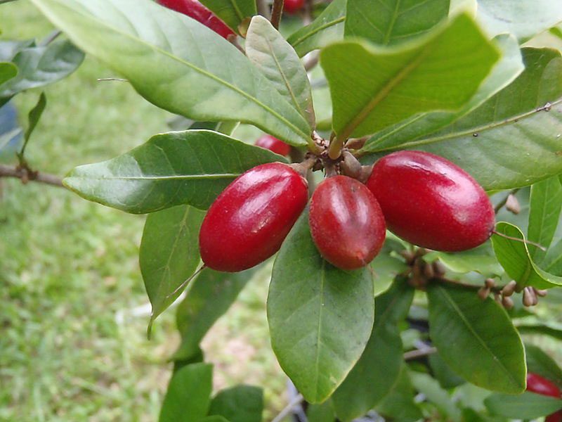 Miracle Fruit is known for its ability to transform sour and bitter tastes into sweetness upon tasting.