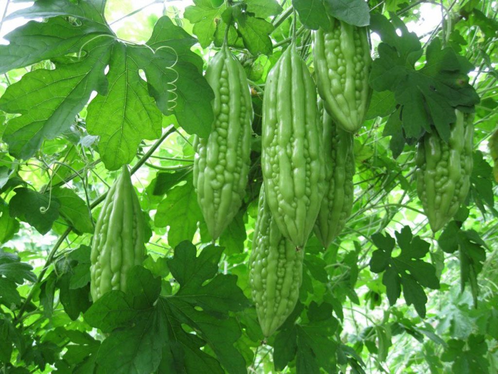 Bitter melon is actually a type of fruit. It has a bitter taste and is grown in Asia, the Caribbean, and Africa.