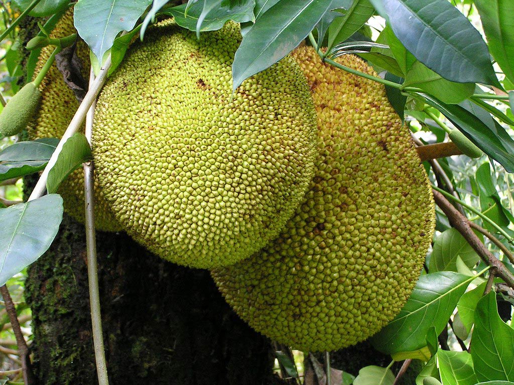 Jackfruit is considered the largest fruit that grows on a tree.